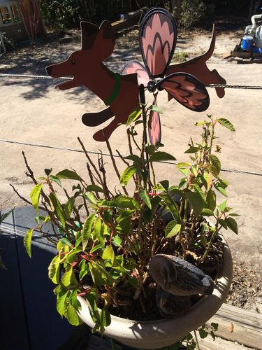 Customer photo review of Dachshund Dog Petite Wind Spinner