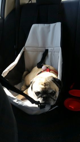 Customer photo review of Pet Car Seat
