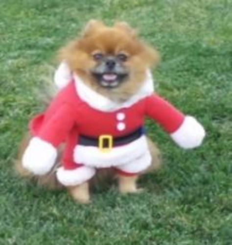 Customer photo review of Pet Santa Costume