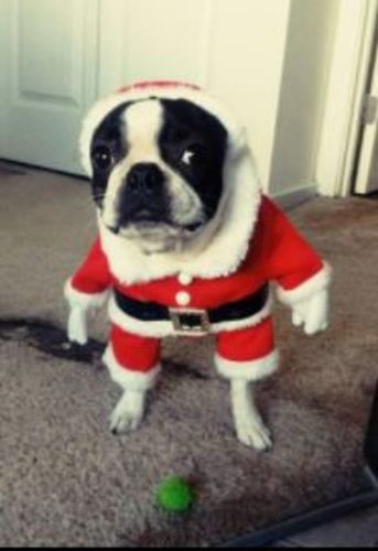Customer photo review of Pet Santa Costume