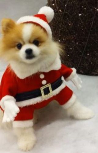 Customer photo review of Pet Santa Costume