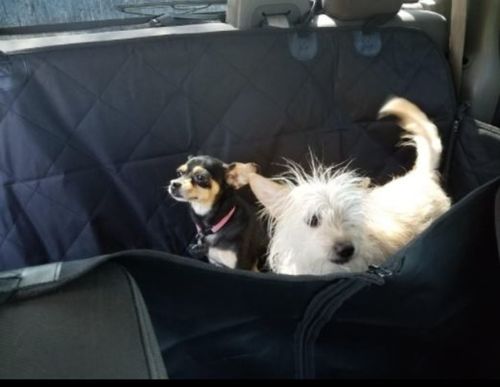 Customer photo review of Pet Car Hammock