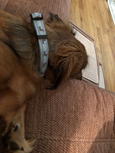 Customer photo review of Dachshund Sausage Dog Print Collars