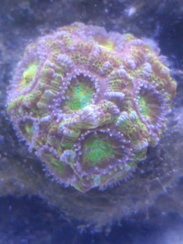 Customer photo review of Trial Vials