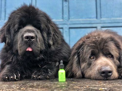 Customer photo review of Strong Paws CBD Recovery Drops - 1000MG