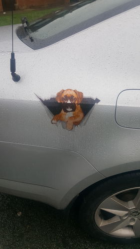 Customer photo review of We Like Riding In Cars - Boxer Dog Car/ Door/ Fridge/ Laptop Sticker V2