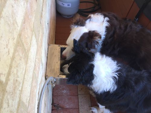 Customer photo review of Pet Rehydration Station XS