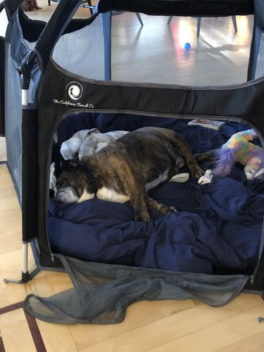 Customer photo review of Pop N' Go® Playpen