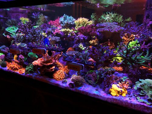 Customer photo review of Pro-Carbon