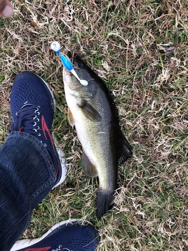 Customer photo review of Headbanger Shad 4.5"