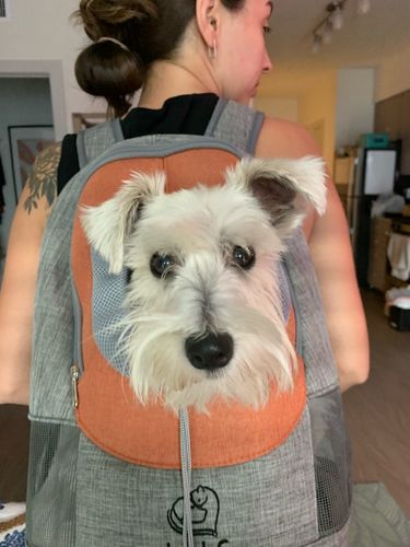 Customer photo review of Petyfy™ AIR Dog Backpack + Lifetime Warranty!