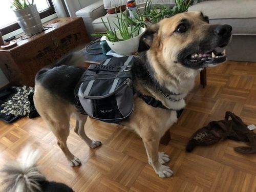 Customer photo review of Petyfy ™ Dog Carrying Backpack