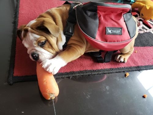 Customer photo review of Petyfy ™ Dog Carrying Backpack
