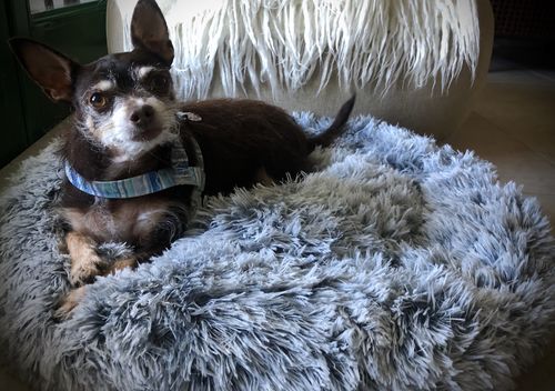 Customer photo review of Calming Bed (Improved Design)