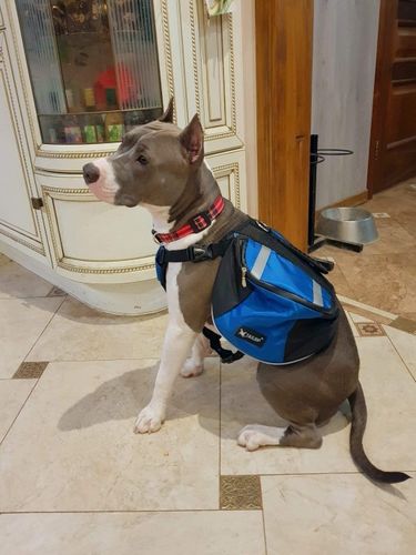 Customer photo review of Petyfy ™ Dog Carrying Backpack