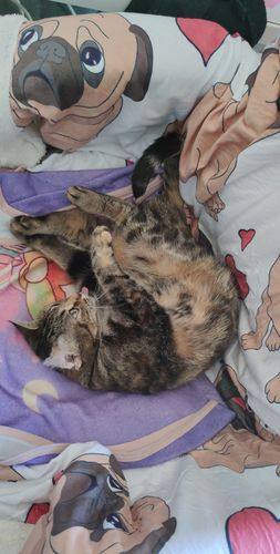 Avis photo d'un client sur Box d'essai 4 Pâtées pour Chats - Sans Céréales