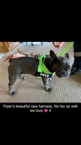 Customer photo review of DF Co. Neon Green Dog Leash