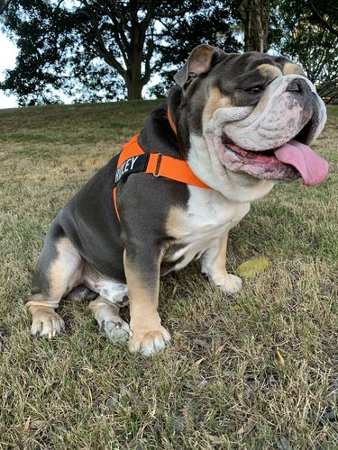 Customer photo review of DF Co. Hi-Vis Orange Dog Harness