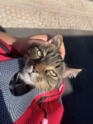 Customer photo review of Petyfy™ Dog Backpack + Lifetime Warranty!