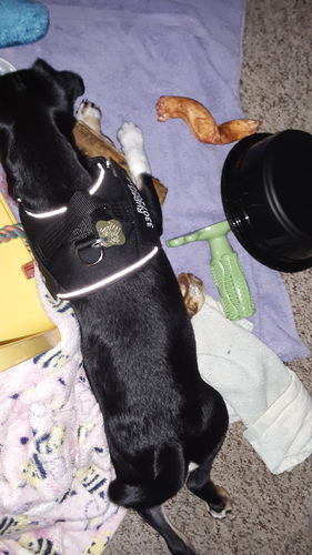 Customer photo review of Petyfy™ Personalized NO PULL Harness + Seat Belt For FREE