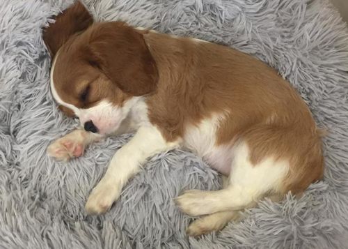 Customer photo review of Original Calming Dog Bed with Removable Cover