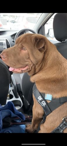 Customer photo review of Dog Friendly Co. Harness