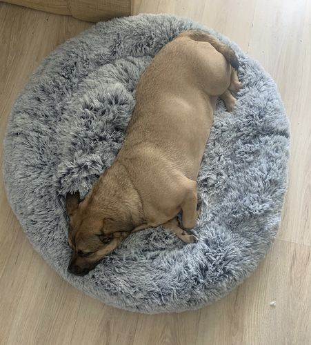 Customer photo review of Calming Bed (Improved Design)