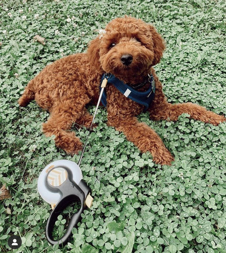 Customer photo review of FIDA AutoBrake Leash