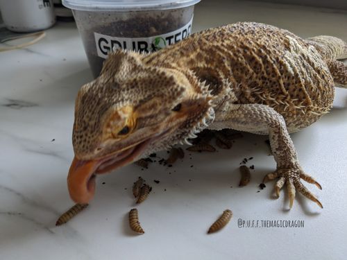 Customer photo review of GrubTerra Fresh Black Soldier Fly Larvae for Reptiles