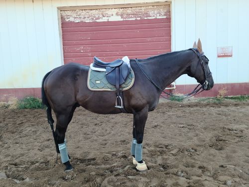 Customer photo review of Laced Reins