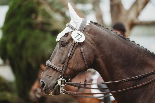 Customer photo review of Hunter Wave Bridle