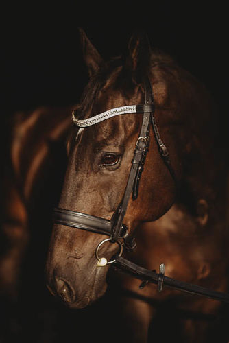 Customer photo review of Dressage Bridle