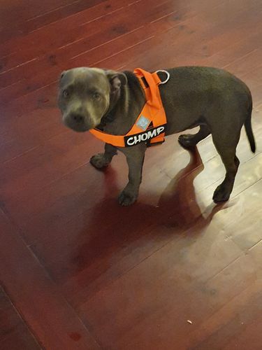 Customer photo review of Signature Kit