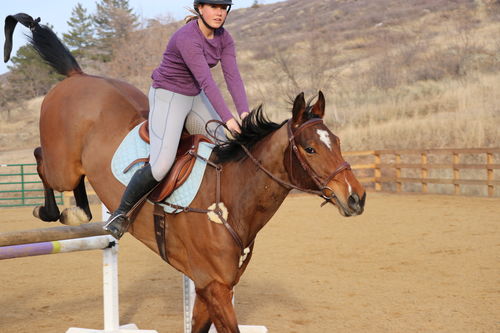 Customer photo review of Sauter Saddle