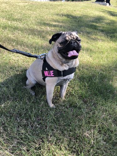 Customer photo review of Signature Kit