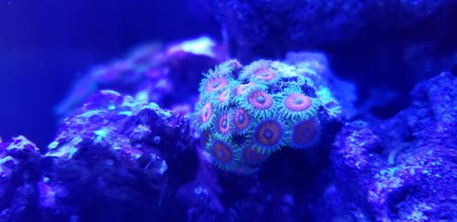 Customer photo review of Acids