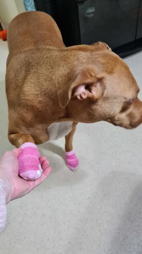 Customer photo review of Dog Socks - Non-slip