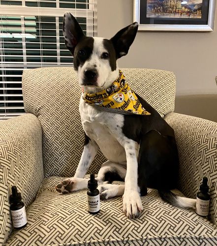 Customer photo review of Hippie & French Wake & Bacon Pet CBD 600mgs