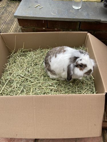 Customer photo review of Timothy Hay Box