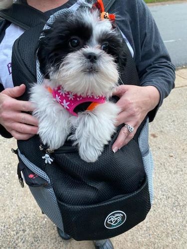 Customer photo review of Petyfy™ Dog Backpack + Lifetime Warranty!