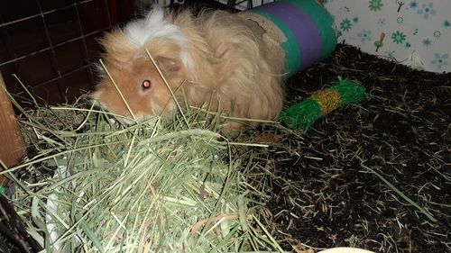 Customer photo review of Timothy Hay Box
