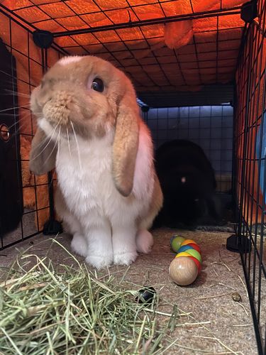 Customer photo review of 50/50 Hay Box