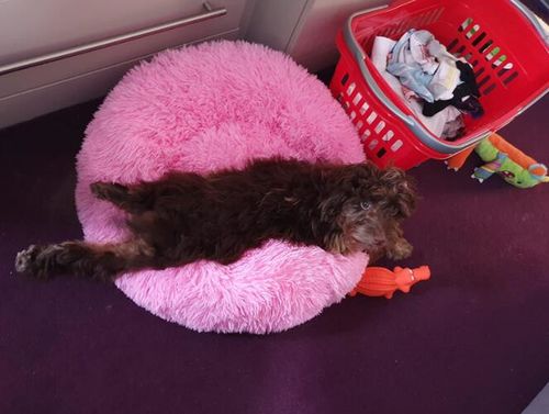 Customer photo review of Original Anti-Anxiety Dog Bed with Removable Cover