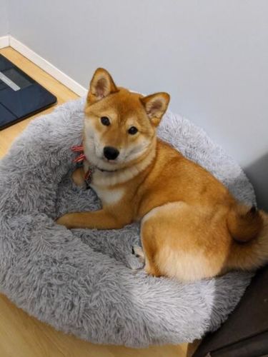 Customer photo review of Original Anti-Anxiety Dog Bed with Removable Cover