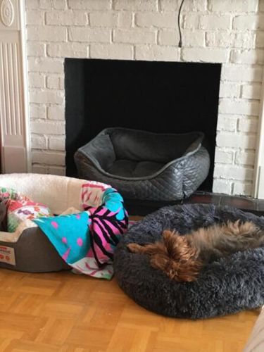Customer photo review of Original Anti-Anxiety Dog Bed with Removable Cover