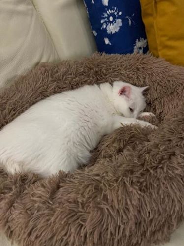 Customer photo review of Original Anti-Anxiety Dog Bed with Removable Cover