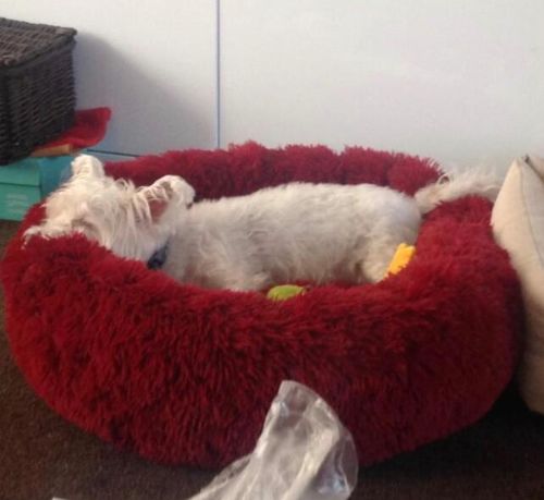Customer photo review of Original Anti-Anxiety Dog Bed with Removable Cover