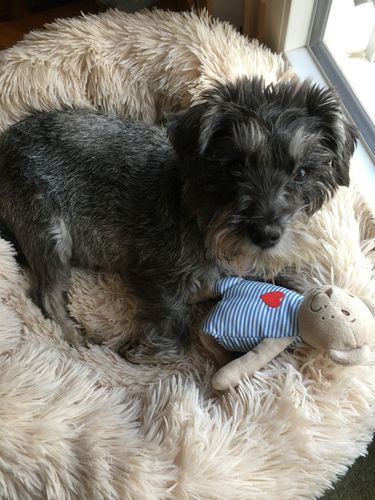 Customer photo review of FluffyBed™ - Gemütliches Haustierbett