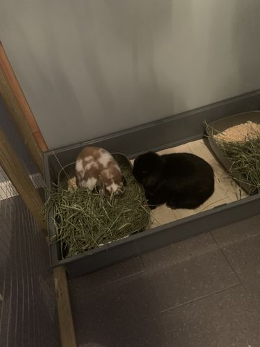Customer photo review of Timothy Hay Box