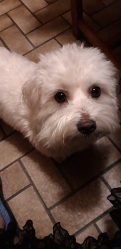 Customer photo review of Peigne de Toilettage Professionnel PuppySafe™